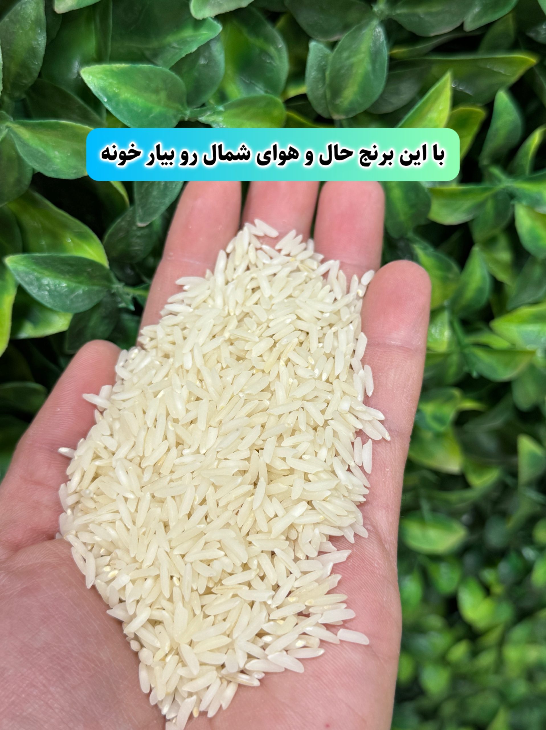 برنج هاشمی دودی هیزمی محلی گیلان 10k - تصویر 2