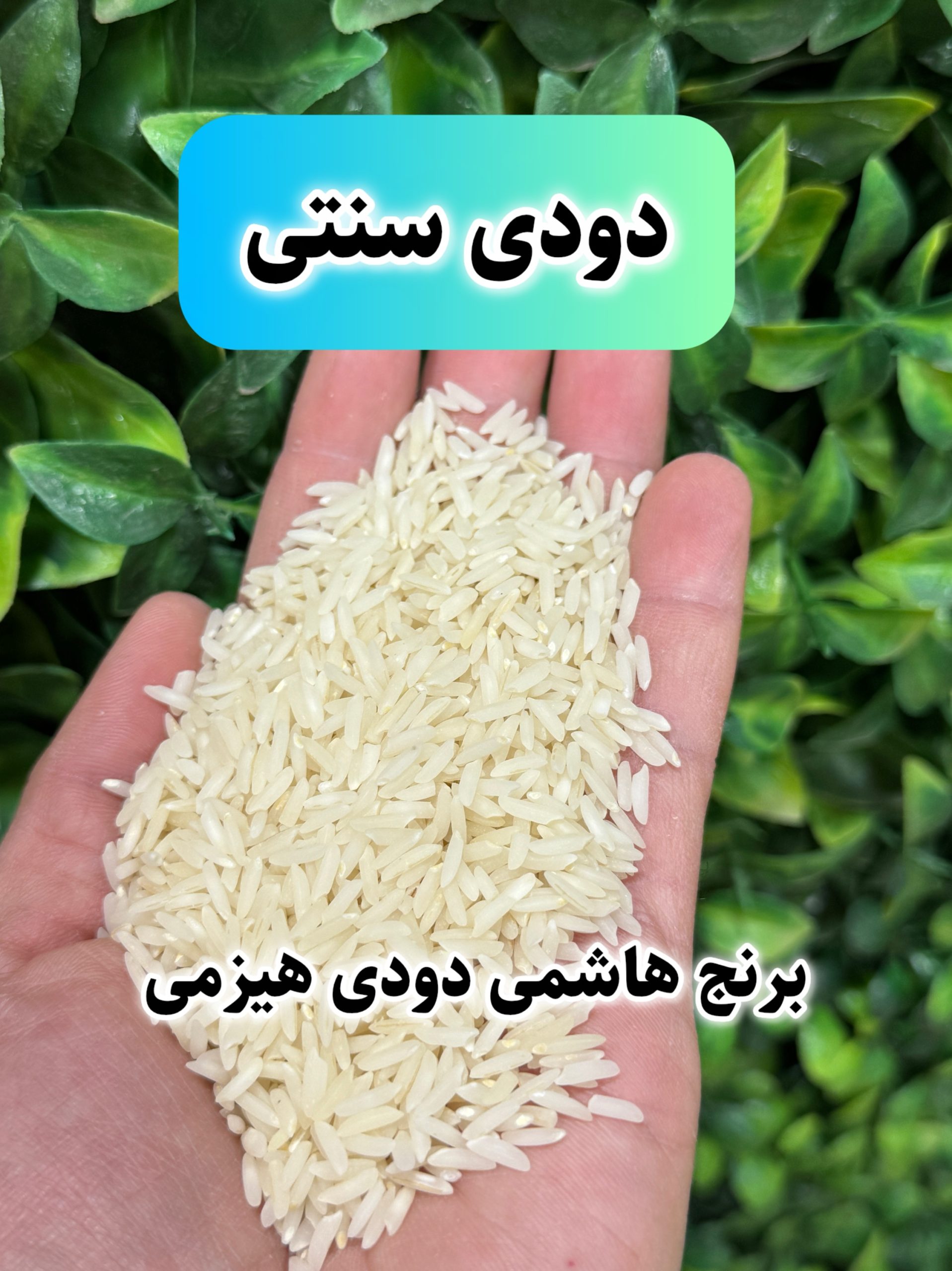 برنج هاشمی دودی هیزمی محلی گیلان 10k - تصویر 3