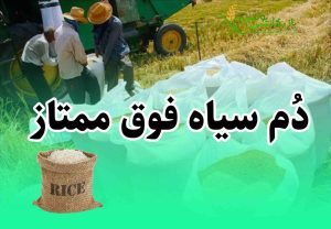 دم سیاه گیلان